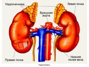 Наиболее распространенные болезни, поражающие надпочечники